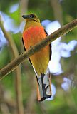 Orange-breasted Trogon